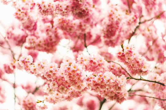 Japanese cherry blossome in spring