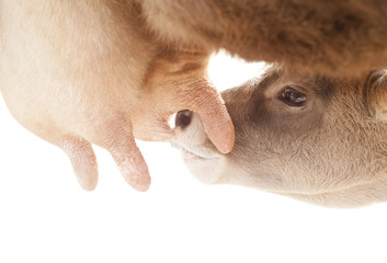 calf drinking milk