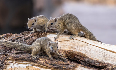 African Tree Squirrels
