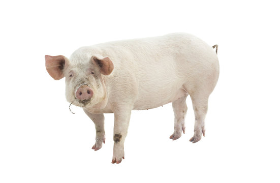 pig animal isolated on white