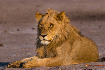 Obraz na płótnie Canvas Lion Observing