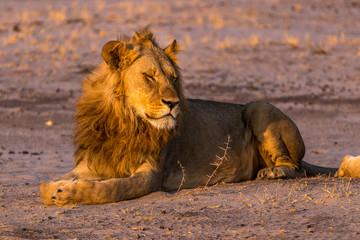 Fototapeta na wymiar Lion basking in the sun