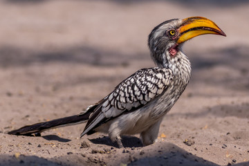 Red Bill Hornbill