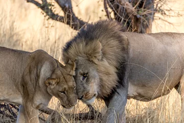 Crédence de cuisine en verre imprimé Lion Lions showing affection