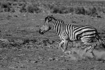 Fototapeta na wymiar Running Zebra