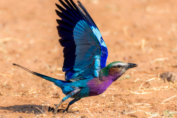 Lilac Breasted Roller