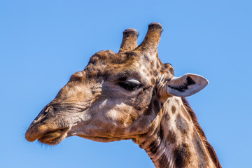 Obraz premium Giraffe Close Up