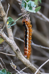 Caterpillar