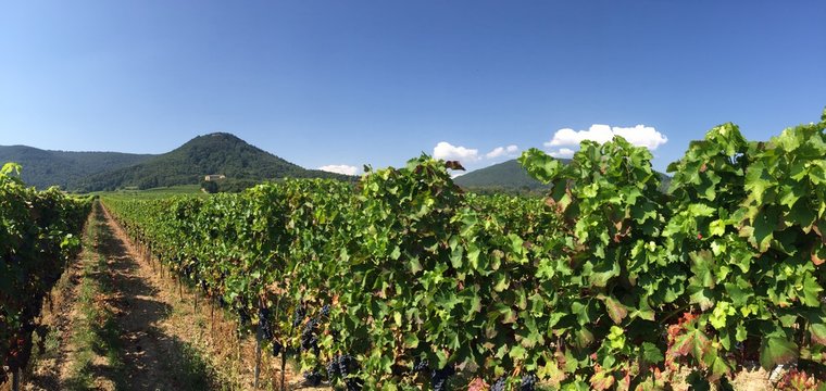 Weinbau Pfalz