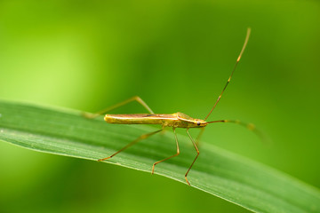 Macro bug backgroung image