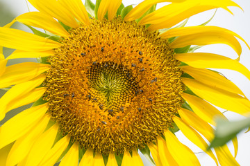 Naklejka premium Close up of sunflower flower (bee in pollen)