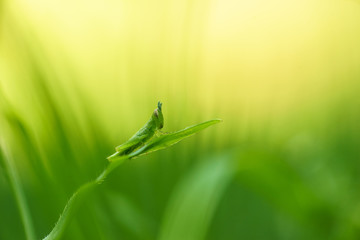 Obraz premium Light in grasshopper backgroung image