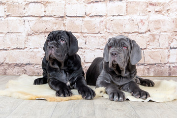 Grey, black and brown puppies breed Neapolitana Mastino. Dog handlers training dogs since childhood.