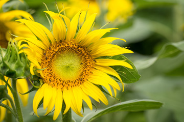 Close up of sunflower flower (bee in pollen)