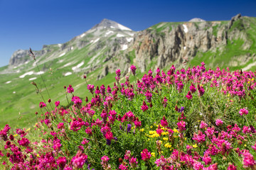 Obraz premium Field of first blooming spring flowers on the background of mountains in sunlight. Lago-Naki, Adygea