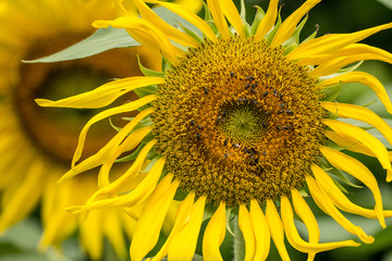 Fototapeta premium Close up of sunflower flower (bee in pollen)