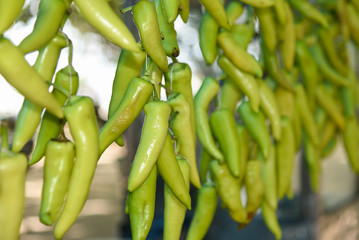 many big green chili peppers. Indian hot and spicy chilly used to make deep fried crispy snack...