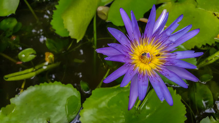 Violet Lotus