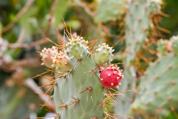 Opuntia cochenillifera  cactus