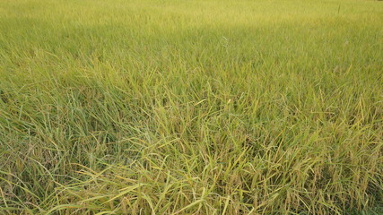 rice field harvest green farm natural concept