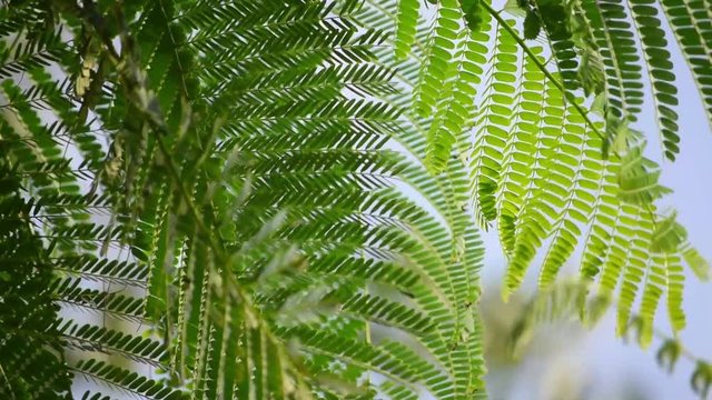 Leaves of red flame tree (Delonix regia) waving on the wind against blue sky background. Macro shot of lush foliage in sunny day. Slow motion. Full HD footage 1920x1080

