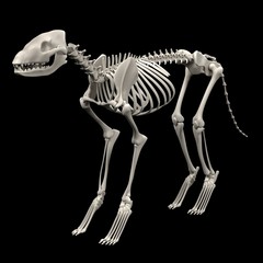 realistic 3d render of dog skeleton