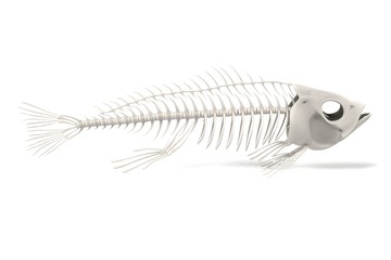 realistic 3d render of fish skeleton