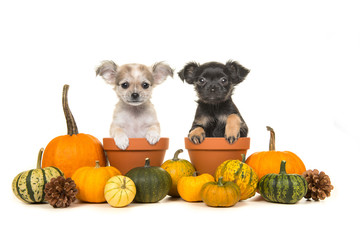 Pumpkins and two flower pots with two chihuahua puppy dogs in it on a white background