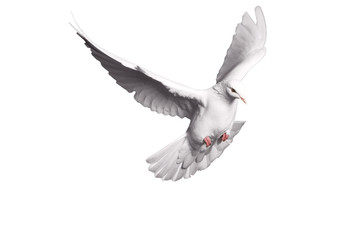 white dove flying on  background for freedom concept in clipping path,international day of peace...