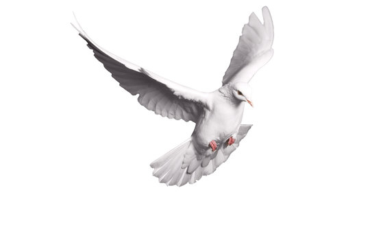 white dove flying on  background for freedom concept in clipping path,international day of peace 2017