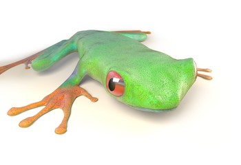 red eyed tree frog from tropical rainforest of Costa Rica isolated on white. Agalychnis callidrias. 3d illustration