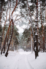 Way in the snow-covered forest