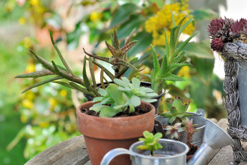 plantes grasses en pot sur table de jardin 