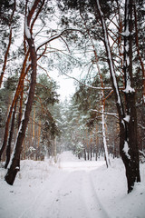 Way in the snow-covered forest