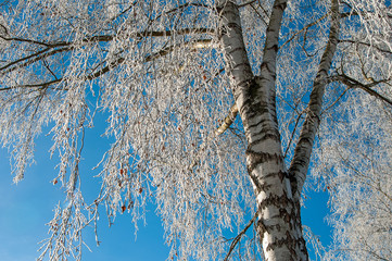 Birke im Winter