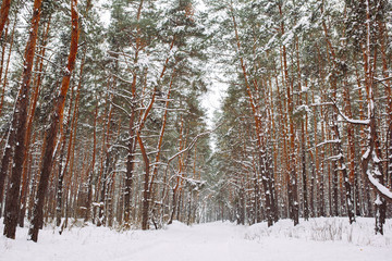 Way in the snow-covered forest