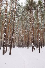 Way in the snow-covered forest