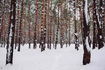 Way in the snow-covered forest