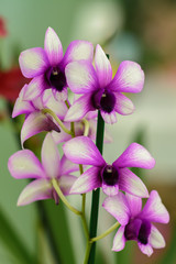Orchid Dendrobium.