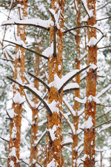 Snow-covered tree branch at sunset