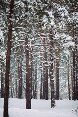 Fototapeta premium Snow-covered tree branch at sunset