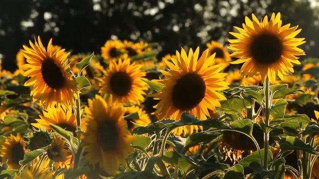 Pretty field of sunflowers in full bloom in the middle of summer