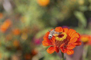 Humming-bird moth