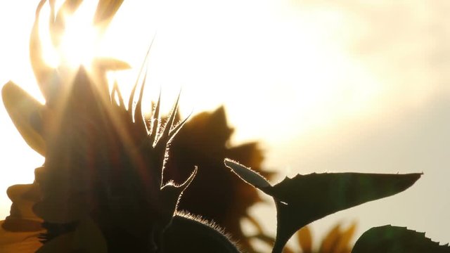 Tops of silhouetted sunflowers as the sun sets behind them