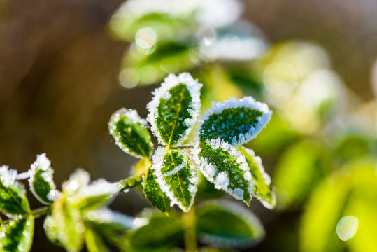 Frost