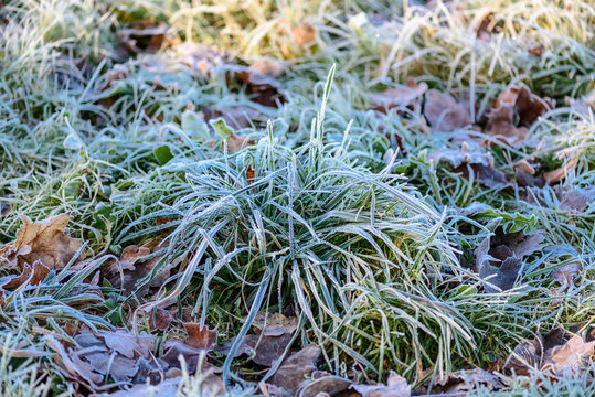 Frost