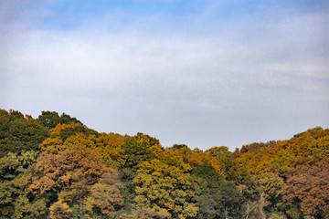 Yellow leaves of ginkgo at japan