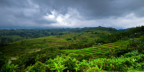 Fototapeta na wymiar Asia Landscape : Rice Terraces in Bali