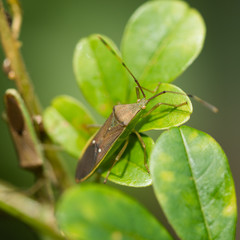 Insect