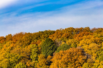 Fototapeta premium Yellow leaves of ginkgo at japan